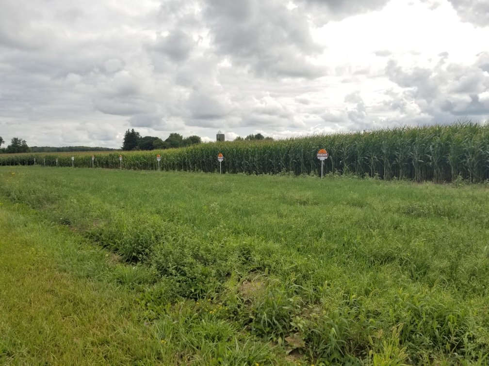 Welcome to our Virtual Plot Tour! Over the next week we are putting out a series of tweets that showcases the <a href="/BrevantSeedsCA/">Brevant seeds Canada</a> soybean varieties &amp; corn hybrids in our local plots, which includes material for the newly registered Enlist Soybean Weed Control System! #virtualplottour