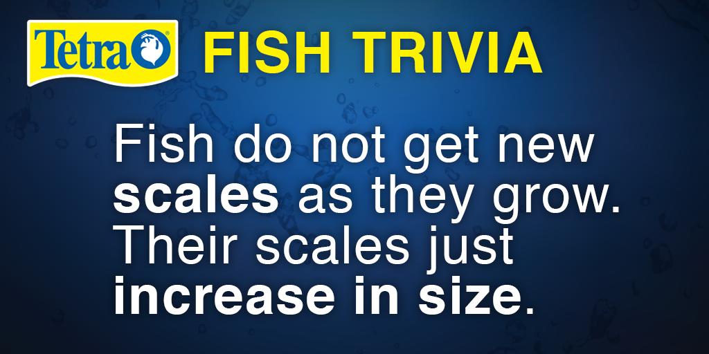 #fish do not get new scales as they grow. They just get larger. #tetrafunfact #funfishfactfriday