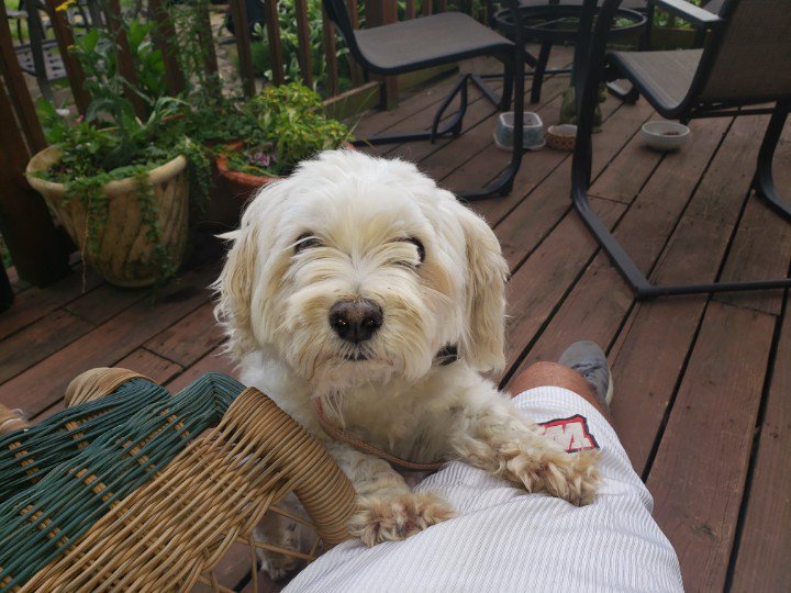 damtheluck's tweet photo. @joeimel Gone Missing Thursday 8/22 evening near Ephram White park: "Swiper " our white Maltese with red collar.  Please contact 2707919224 or 6155336878 if you  see him.  Thank You. https://t.co/EpsfnKQsMZ