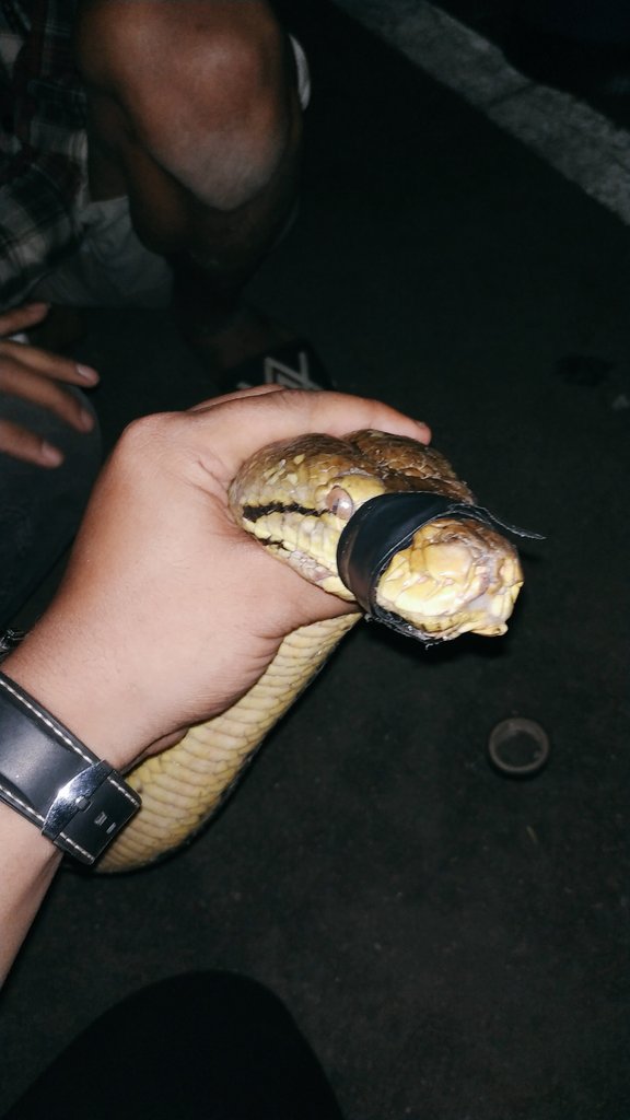 dikkadhen's tweet photo. Phyton Reticulatus Alias Sanca Kembang. Jenis ular yang dianugerahi gigitan luar biasa kuat. Sama halnya gigitan "MANTAN" yg memberikan bekas dan rasa lemas. https://t.co/qjDZVHJbNp