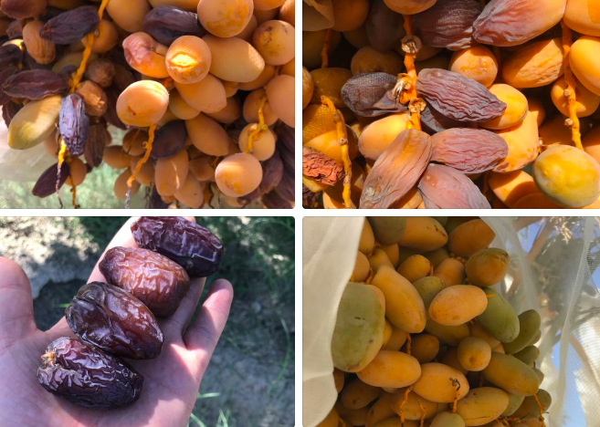 JooliesDates's tweet photo. Harvest is coming๐ด๐ด. Are you ready?
Inquire with our sales team today. Joolies 100% organic medjool dates from our single-source family farm and sustainably packed in Coachella, California! https://t.co/OtcQ0K2KCA #glyphosatefree #organic #dates #medjools #sustainable https://t.co/LmwR5vu6FB