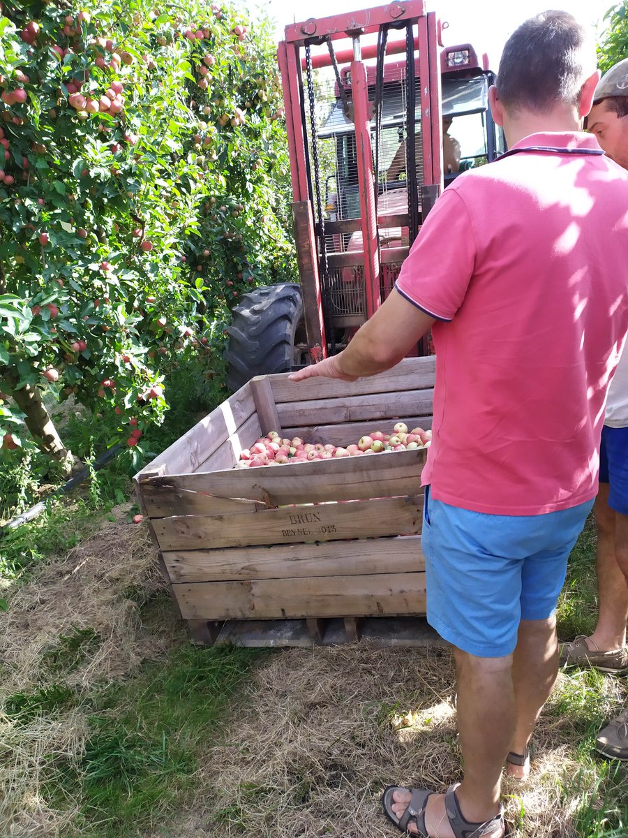 Merci <a href="/AlexCastagne82/">Alexandre Castagné</a> de ton accueil sur ton exploitation pour cette première journée de récolte des Gala. Après les fraises, les pommes et prunes. 
@MinToulouse <a href="/DenisMiotto31/">Miotto Denis</a> <a href="/stephane8227/">stephane</a> <a href="/MagueloneP31/">Maguelone Pontier</a> <a href="/mtgalindo/">GALINDO VITAL Maïté</a>