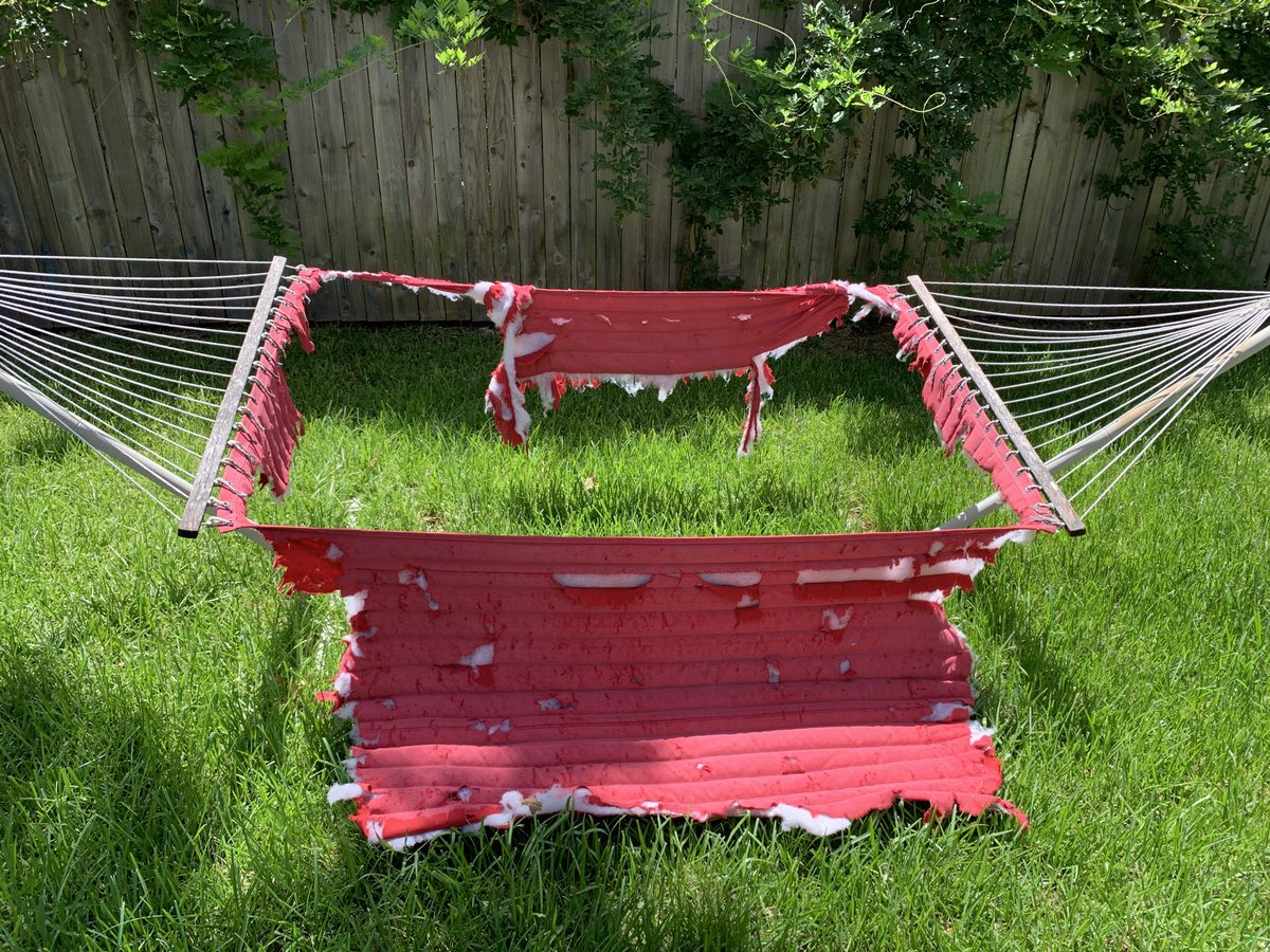 GavinFree's tweet photo. So like... how do you prevent raccoons and possums from eating your outdoor stuff? I’m beginning to think I’m going to have to throw this away. https://t.co/6Zx2qGquZE