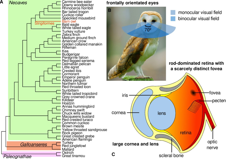 Gbe Genome Biology And Evolution On Twitter Researchers