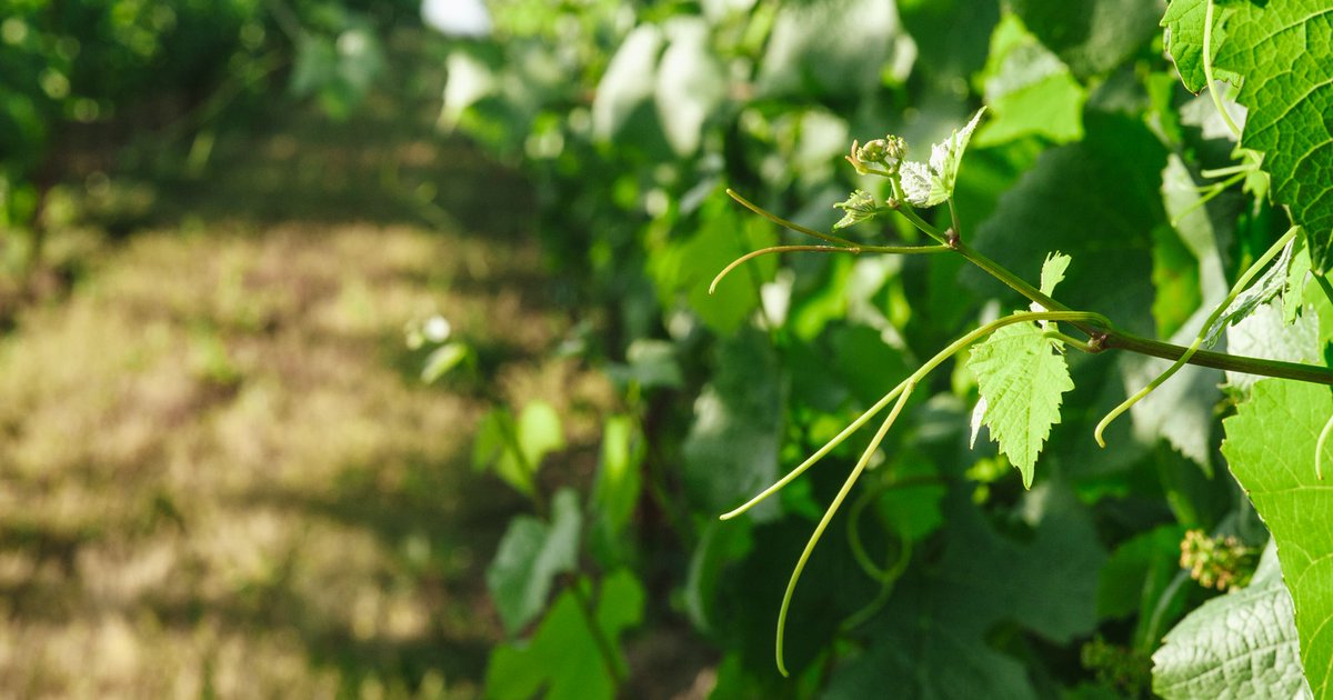 HylandEstates's tweet photo. Just finding that sunlight! 
.
Have you had the chance to see our self-rooted old vines in person?! Check out our vineyard tour experience. We only have about a month left of clear weather, and harvest is a fun time to be out in the vineyard!
.
https://t.co/LY98ennEjt https://t.co/ulcqn6GY2D