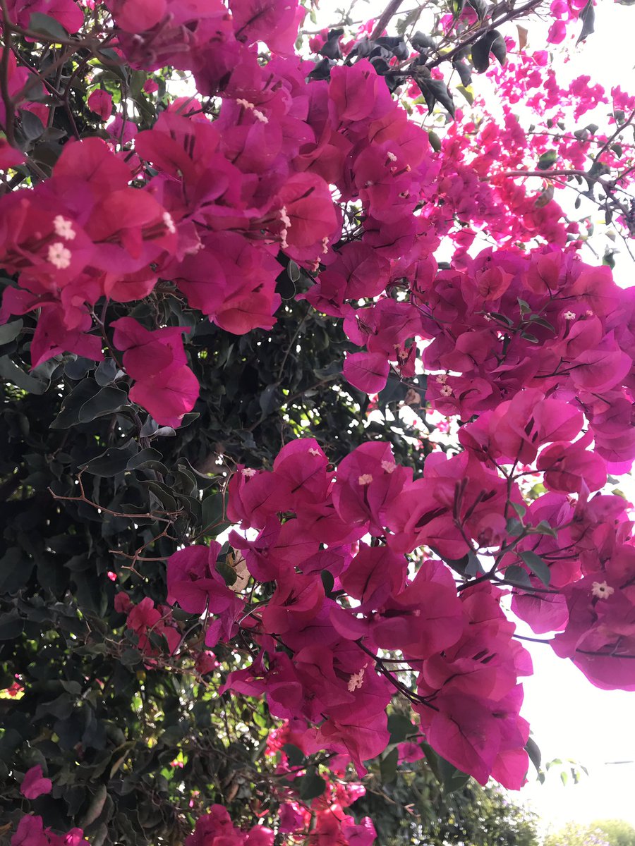 Volcanelle's tweet photo. At one particular point today, I had a great encounter with the beautiful #Bougainvillea - a vibrant and unusually structured #plant! Native to South America, this species typically thrives in subtropical/tropical environments. @GeoIntern #biodiversity #LaPalma https://t.co/GXRvV0Fd7h