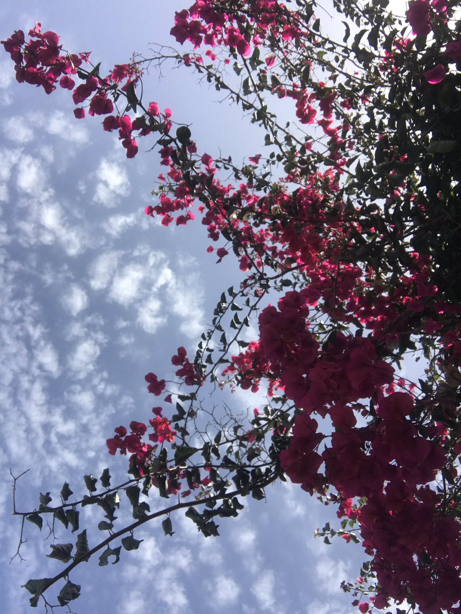 Volcanelle's tweet photo. At one particular point today, I had a great encounter with the beautiful #Bougainvillea - a vibrant and unusually structured #plant! Native to South America, this species typically thrives in subtropical/tropical environments. @GeoIntern #biodiversity #LaPalma https://t.co/GXRvV0Fd7h