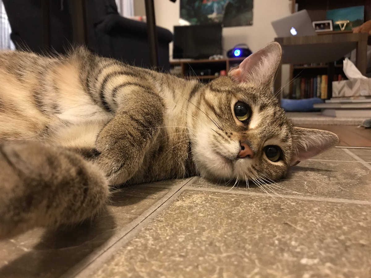 BeckyE8's tweet photo. I’ve had this gremlin for a full month and we are already best friends. https://t.co/7FD203MDga