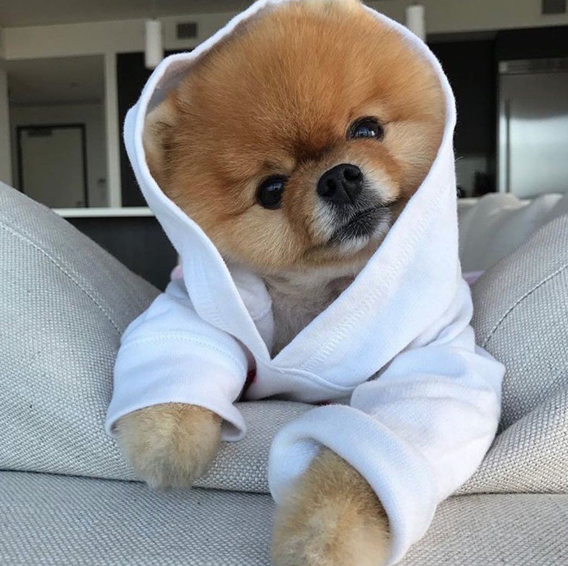 tony as poms (@tonyaspoms) on Twitter photo 