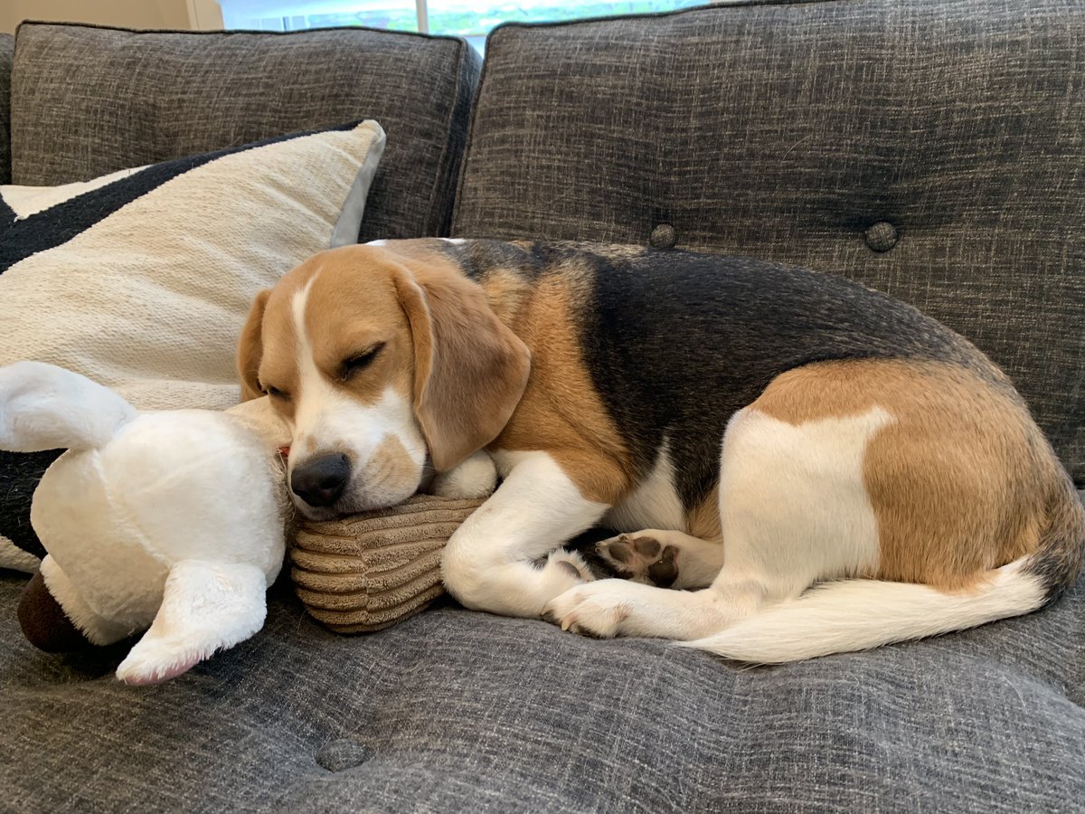 oliver the beagle owner