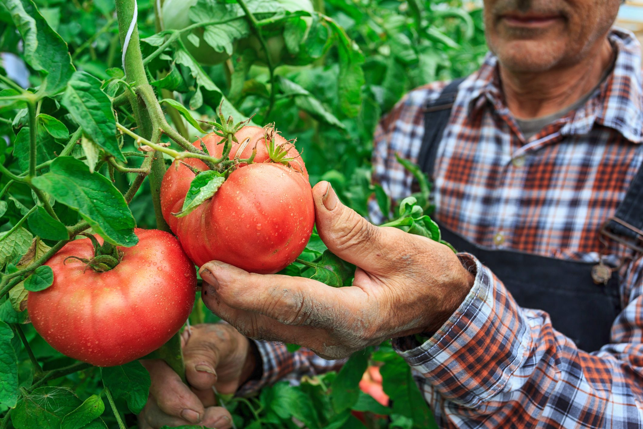 Томат Farmer Desight майнкрафт