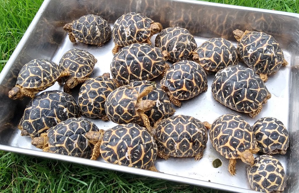 טוויטר ヒロトモｰジョ בטוויטר 群馬県cb 18 19 インドホシガメの販売を開始しました サイテスの関係があるのでとりあえず期間限定になりそうです すんません T Co Ixpc65otvj