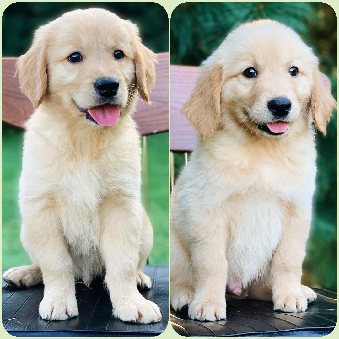 AmGoldens's tweet photo. 8 week old #AKC Registered #Purebred #GoldenRetriever #puppies are looking for their forever homes.💝😍🐾

Please visit https://t.co/fKTB1FvKtS - where you will find more pictures, info, #Pedigrees and our contract.
Contact AM Goldens: 330-749-4582.
🐾Puppies are ready to go🐾 https://t.co/Zf5bUFYejr