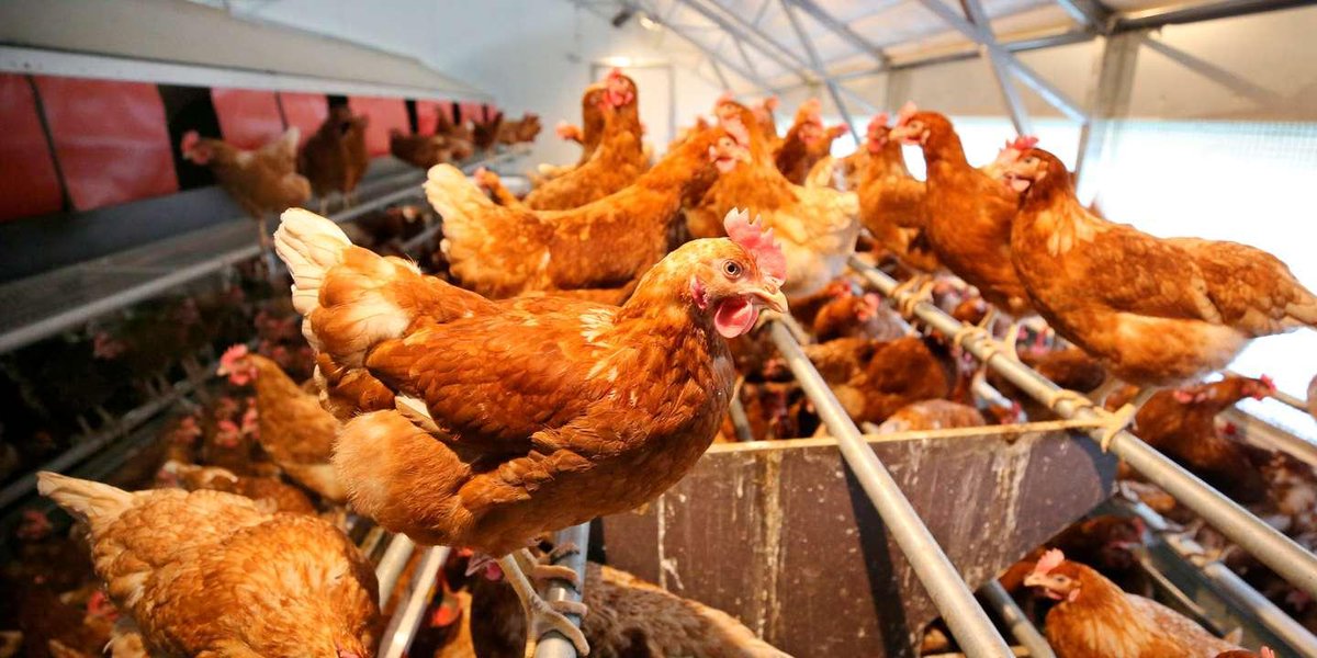 Attention aux fausses informations sur l’arsenic dans les poulets https://www.lemonde.fr/les-decodeurs/article/2019/08/23/attention-aux-fausses-informations-sur-l-arsenic-dans-les-poulets_5502139_4355770.html?utm_term=Autofeed&utm_medium=Social&utm_source=Twitter#Echobox=1566570962 …