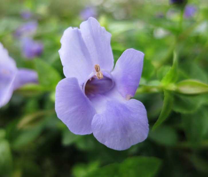 最高のコレクション 8月24日 诞生花