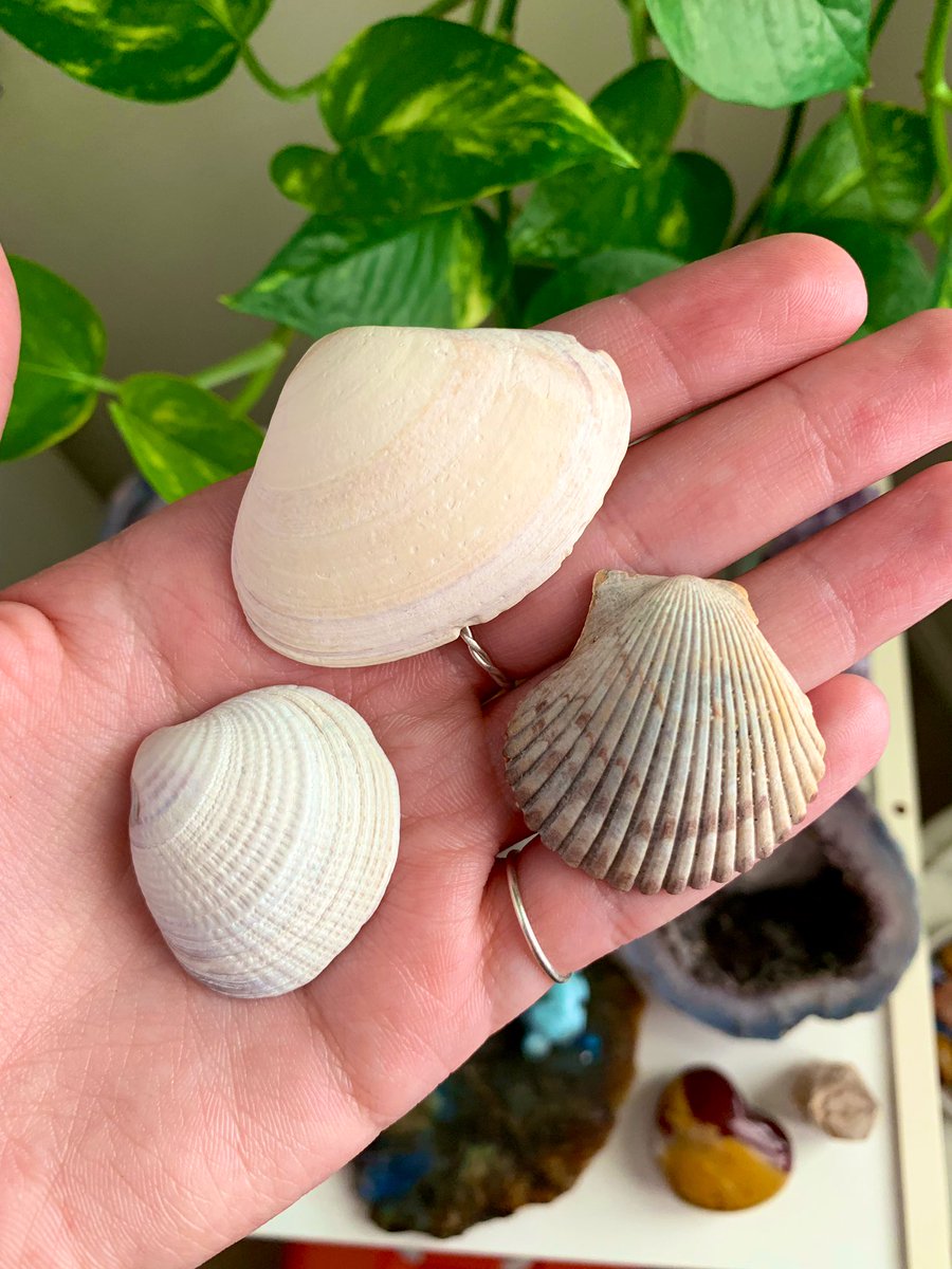 wasssupliz's tweet photo. wire wrappers, resin artists, whoever!! anyone want these shells? ☺️
🐚 $9 shipped 🐚 
dm me 💛 https://t.co/ucZ0r1ArxU