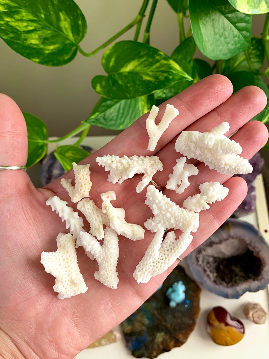 wasssupliz's tweet photo. wire wrappers, resin artists, whoever!! anyone want these shells? ☺️
🐚 $9 shipped 🐚 
dm me 💛 https://t.co/ucZ0r1ArxU