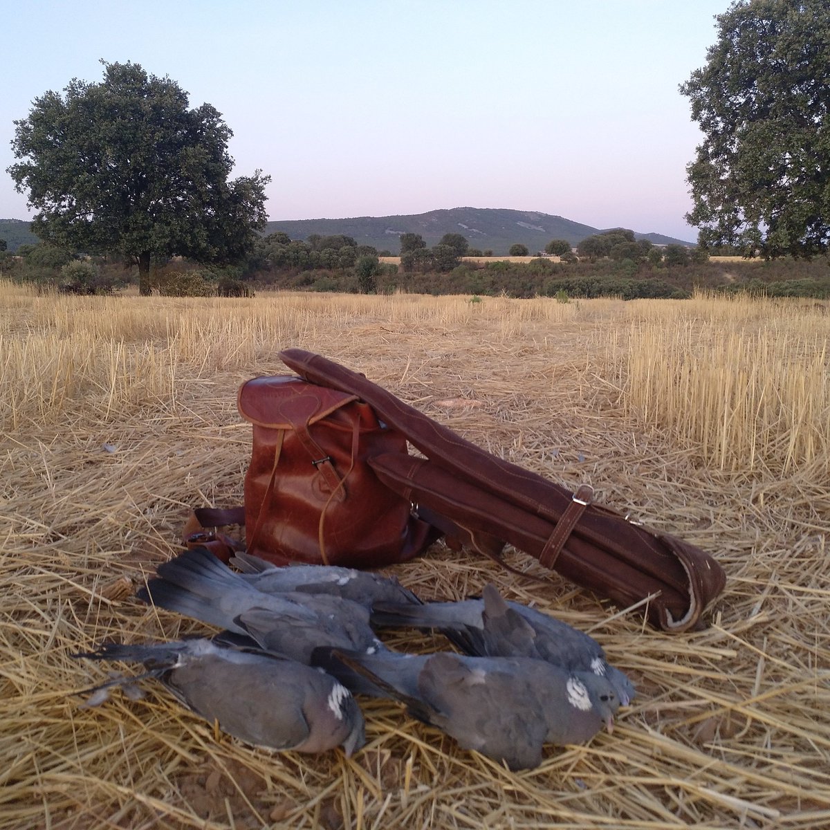 El día de mediaveda, en compañía de Raúl, un buen amigo, pase una bonita tarde de palomas. Además, guardamos la limpieza y el respeto en la fotografía de las piezas abatidas para así guardar un recuerdo imborrable de tan buena tarde. 
Pd: en breve os subiré alguna foto playmocaza