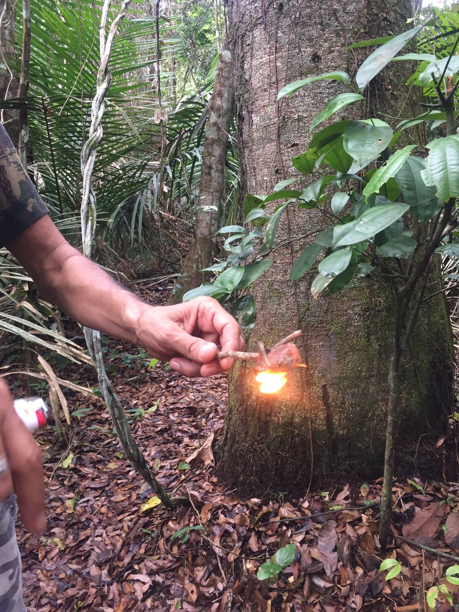 Chi la vive riconosce ogni odore, pianta, foglia, resina, ogni volo di uccello, farfalla, insetto, ogni verso di scimmia, ogni veleno ed ogni cura. Chi la visita può solo subirne la magia. Chi la brucia riconosce il denaro ma non la ricchezza
#ActForTheAmazon
#amazon