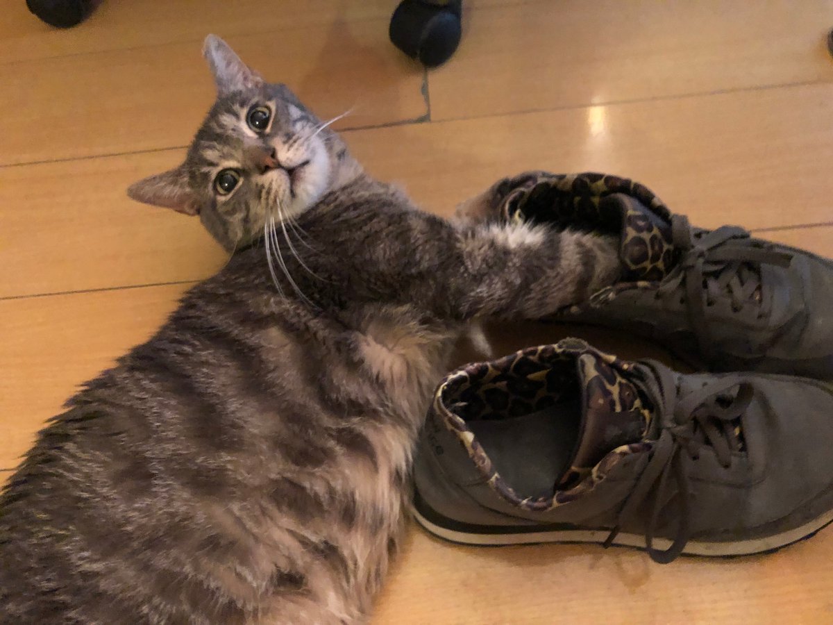 HephNeedsAHome's tweet photo. Happy #JellyBellyFriday! Today I would like to express my love of shoes. I don't scratch or hurt them, I just like to be near them and sometimes wear them! I think they look great on my paws 😺😻
My name is Heph and I am a #FosterCat in #LA won't you #Adopt me?
#CatsOfTwitter https://t.co/mfySO2bBp2