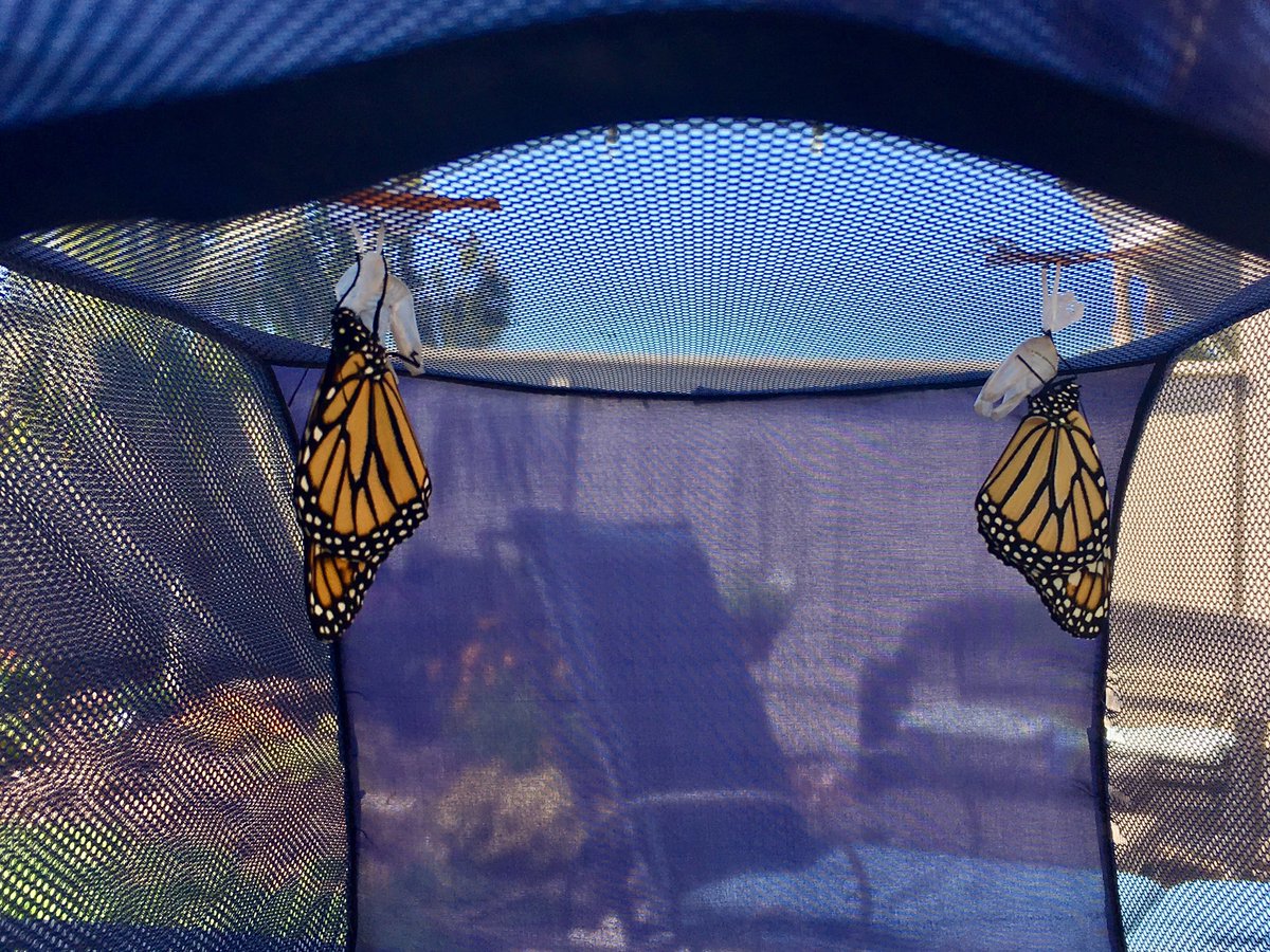 Carolyn Boudreau (@carolyn_bou) on Twitter photo <a href="/MonarchOfficial/">the_official_monarch_butterfly</a> Emerged this morning. My 9th & 10th <a href="/MonarchOfficial/">the_official_monarch_butterfly</a> Emerged this morning. My 9th & 10th