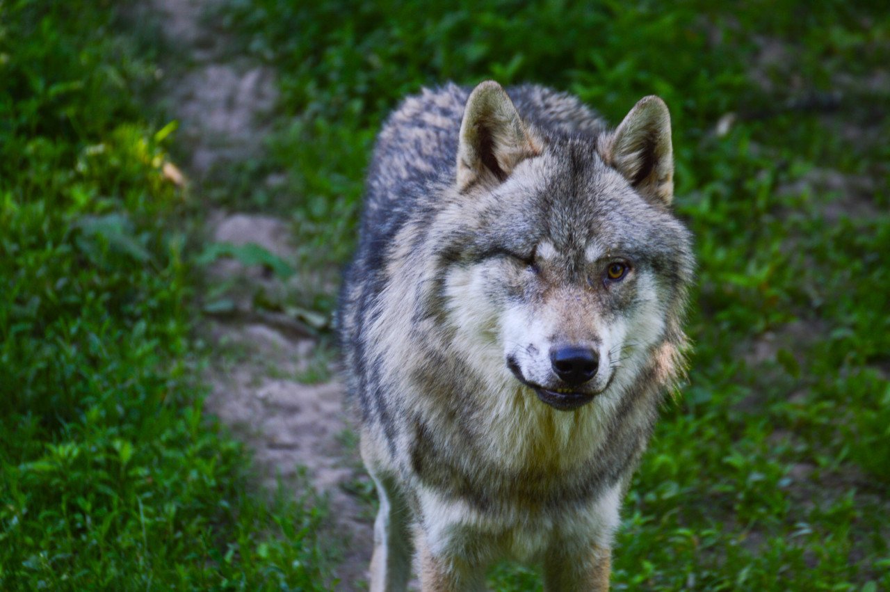 толстый волк. волкособ. Summoning wolf. Real wolf. Real wolf.