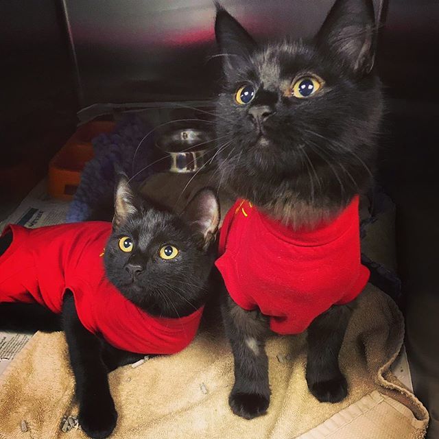 Castle_Vets's tweet photo. Molly and Dolly were with us on Thursday to be spayed. Here they are modelling their medical pet T-shirt’s 😗 don’t they look lovely? #catsofinstagram #instacats #blackcatsofinsta #cute #cats #catlovers #blackcats #vetsofinstagram #vetposts #vets #cas… https://t.co/YVcgA8IyL7 https://t.co/8QwXMgEBt4