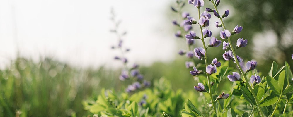 LandStudies tweet media