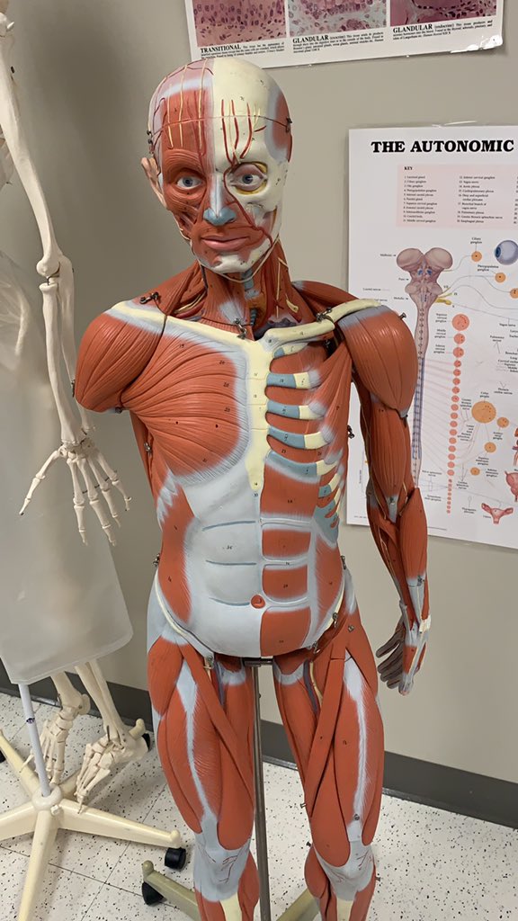 Png7th's tweet photo. Muscle Man https://t.co/nRP8m9s6PW