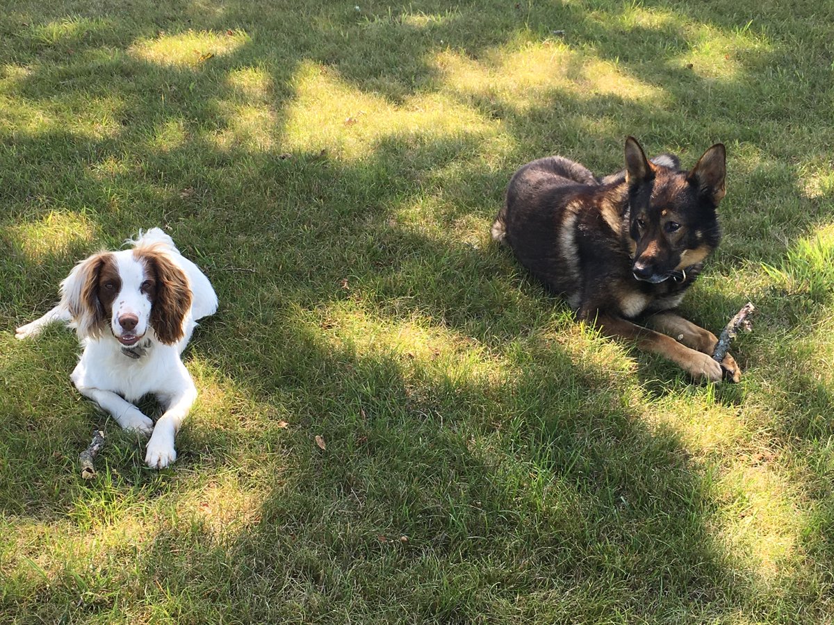 What a day! Drugs warrant, search for a discarded knife, scene guard, assisted specialists officers in 2 arrests, search for stolen property before finishing with a car v cyclist RTC. Pd’s Turbo &amp; Jack chilling out after another busy shift. Few days off 🐾
