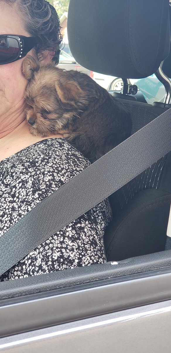 This is Teddy, hes 8 weeks old, almost 9, and he like to bite his moms toes. 13/10 those arent snack man.