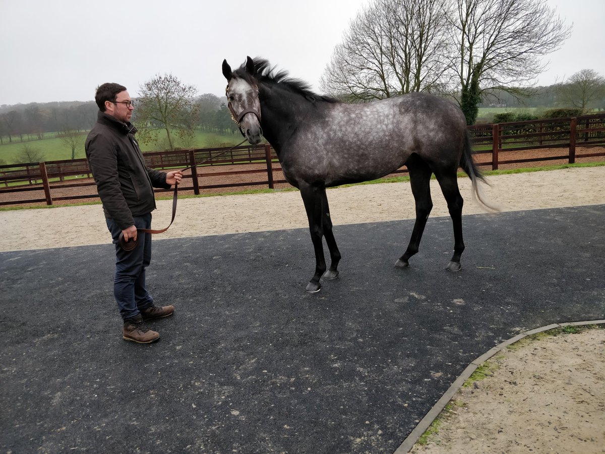 GalaxyBloodstck's tweet photo. Very sad news about #RoaringLion, who I viewed at #Longholes last year @FahadAlthaniQR @dredvers https://t.co/aQLwG2aci8