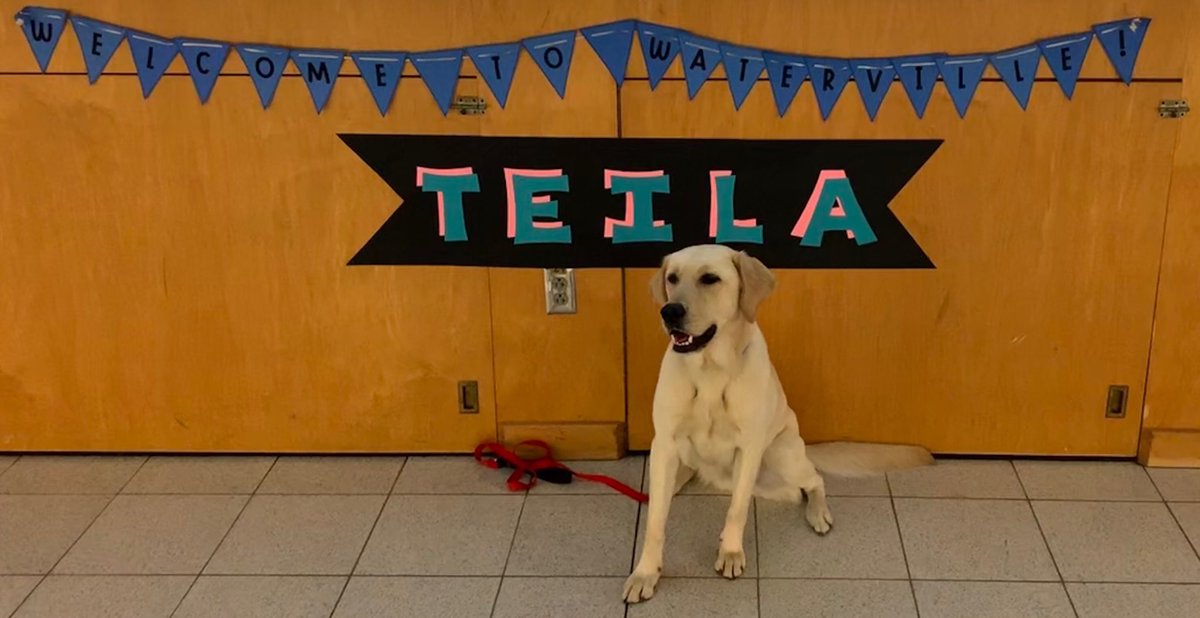 awlswa's tweet photo. Introducing our newest member of Waterville Primary, Teila! She is loved by many already (including Sara)! #FourLeggedGeneral https://t.co/3YXQjm2nl7