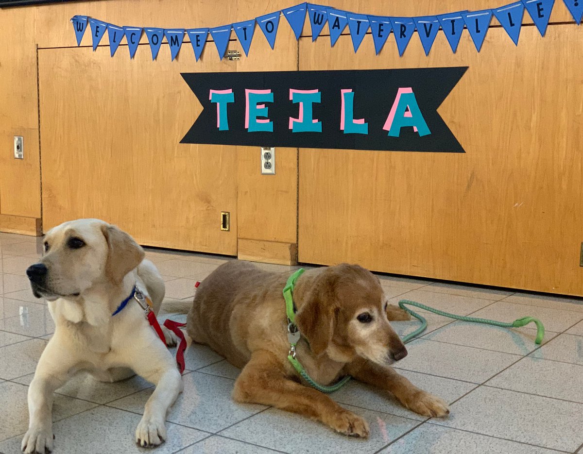 awlswa's tweet photo. Introducing our newest member of Waterville Primary, Teila! She is loved by many already (including Sara)! #FourLeggedGeneral https://t.co/3YXQjm2nl7