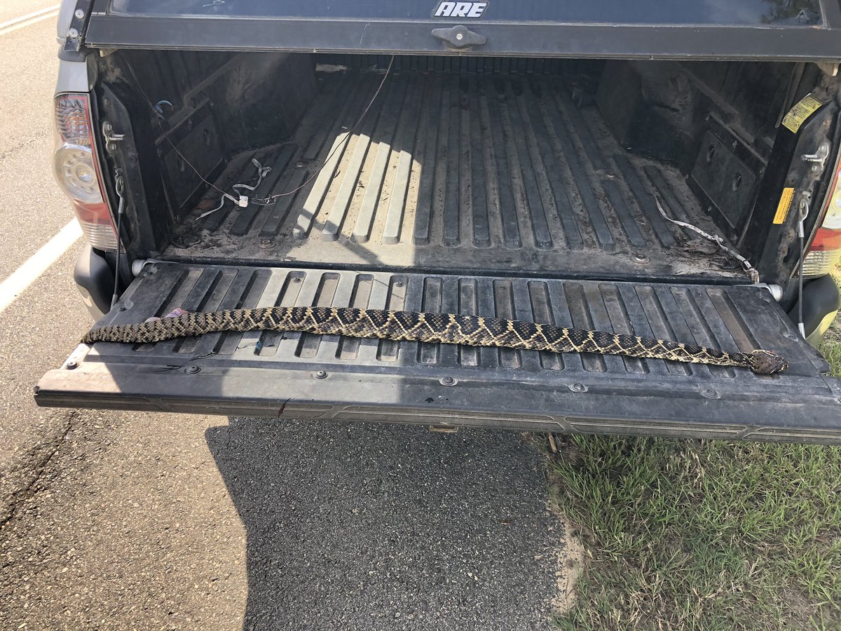 Dense road networks fragment habitat and contribute directly to mortality in many species. This ~4 ft EDB failed in its attempt to cross a road yesterday. Mortality events from #roadkill can contribute to local extinctions and are a significant concern for many #reptiles.