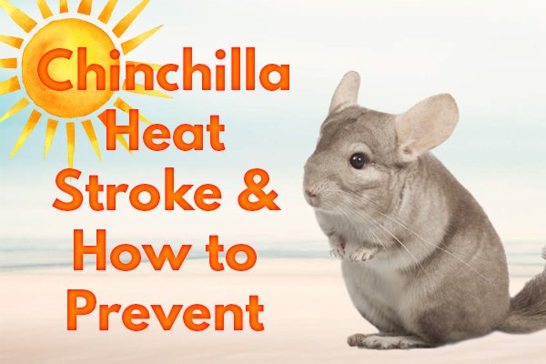 SmallPetSelect's tweet photo. Chinchillas come from a cold environment in the wild. When domesticated, chinchillas are prone to chinchilla heatstroke when their home environment changes.
https://t.co/nkgGwuH5V7
#smallpetselect #chinchilla #chinchillahealth #summerheat #keepmecool #heatstroke #smallanimal https://t.co/cxkc6eLy6O