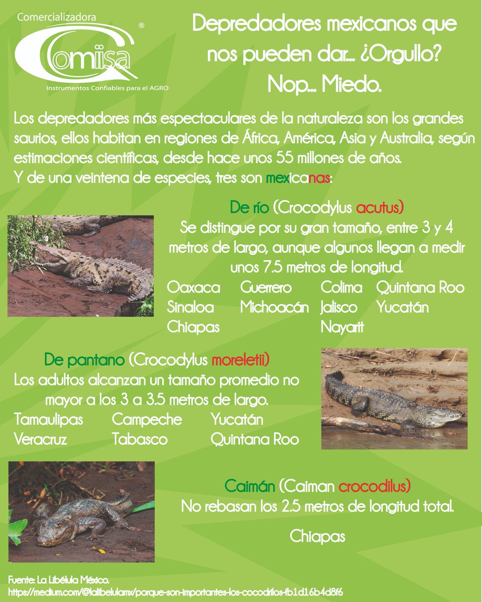 CComiisa's tweet photo. Les compartimos está infografía sobre las especies de "saurios" que tenemos en México, está padre, ¿No?
Ya saben que siempre les compartimos interesante información para cultivar también nuestra mente 🌱✨

#DíaNacionalDelCocodrilo 🐊🇲🇽 #Cocodrilo #México #Comiisa #Saurios 💚🌎 https://t.co/iKBKN1HnkT