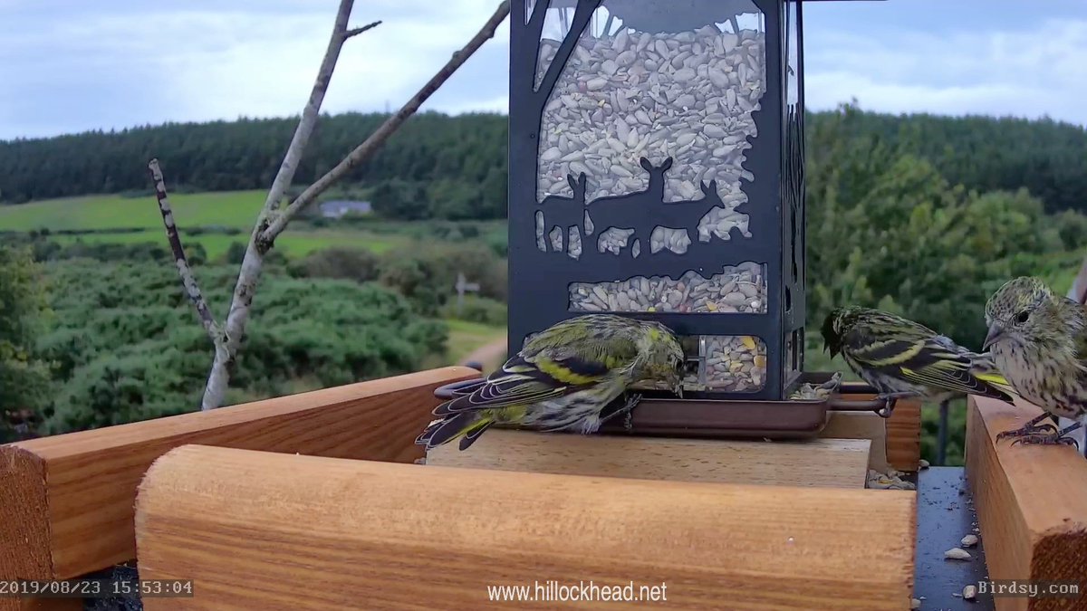 katemacrae's tweet photo. I hardly ever see siskins on my feeders at home… there are loads up here at Hillockhead! @timstenton #Birdsy #AIBirding https://t.co/tecU7A9VcF