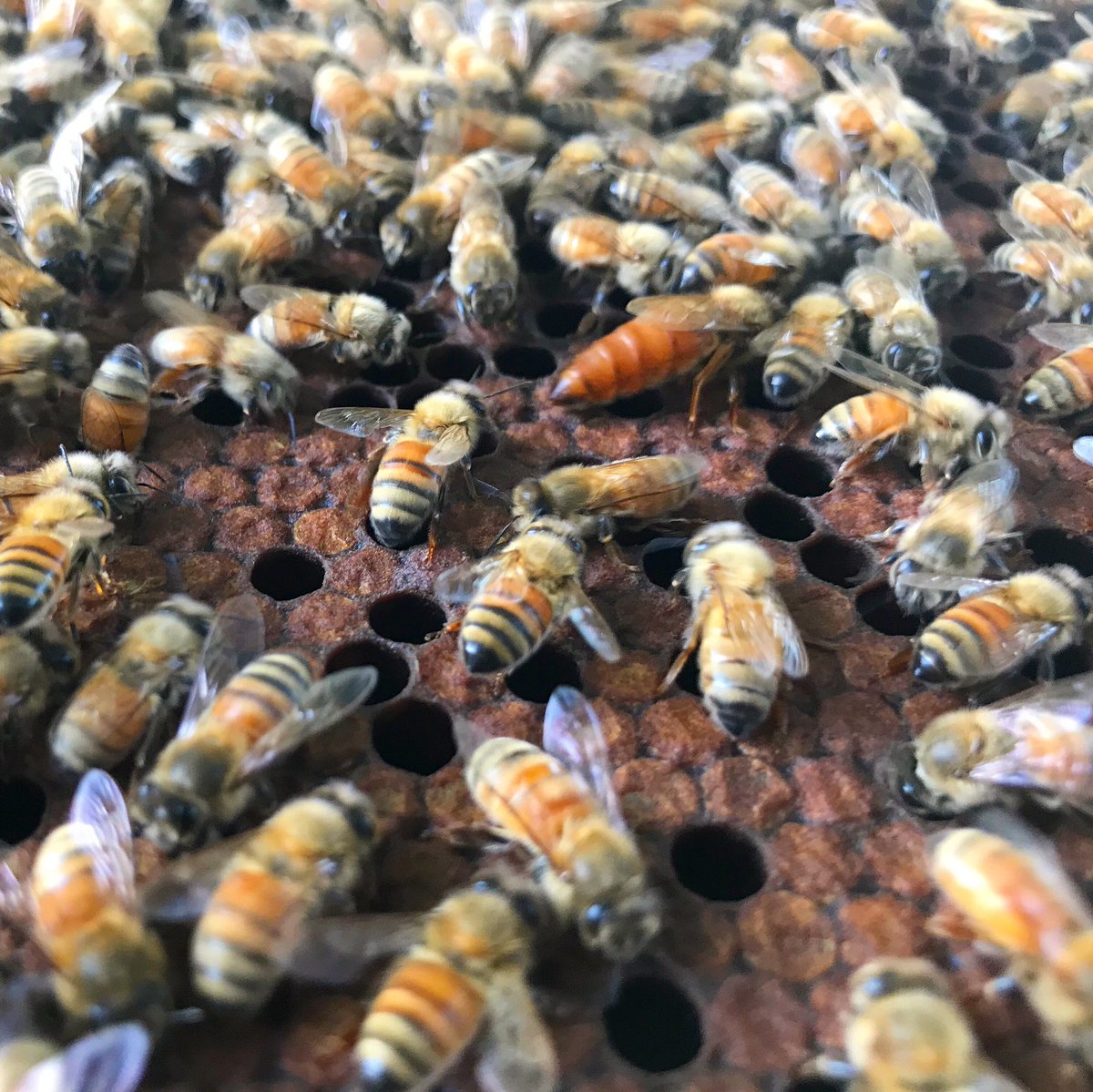 ANBeesQueens's tweet photo. The queen visits among her subjects. What a marvelous ruler! Long may she reign!
Photo credits: Fatima
#beequeen #honeybeequeen #queenhoneybee #italianqueen #bees #honeybees #honeybee #anbees #apiary #brood #babybee #beelove #hives #beehive #nuc #beenuc #pollinators #beeswarm https://t.co/3NphYAenDE
