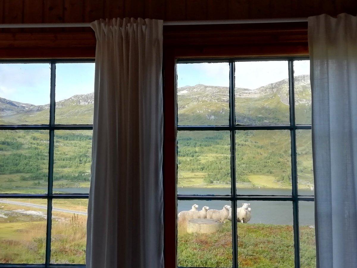 TheCarmenGloria's tweet photo. #GoodMorning 🐑 #ISeeYou From the #cabin in #Filefjell #Norway 🏞️💚 #view #window #morningview #mountains #sheep #hello #nature #Norge #friday #FridayFeeling #FridayThoughts https://t.co/4ddmLYP7Dy