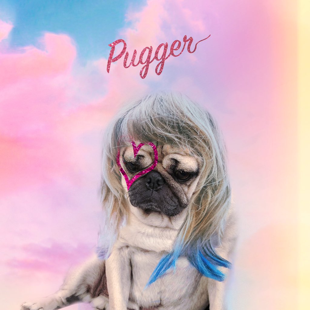 itsdougthepug's tweet photo. You’re my, my, my, my pugger 💕 @taylorswift13 https://t.co/7zf7B6yoab