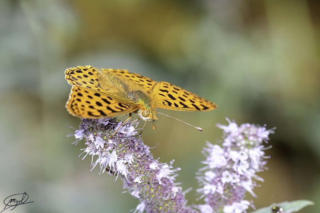 miguelpscantale's tweet photo. There's no makeup that hide an ugly heart. A beautiful interior is forged by loving life, making our days great and live our own experiences. 
Queen of Spain fritillary (#Issoria lathonia) La Granja de San Ildefonso (Segovia) Agosto de 2019. #Butterfly #Mariposa https://t.co/wPqpjy3CMX