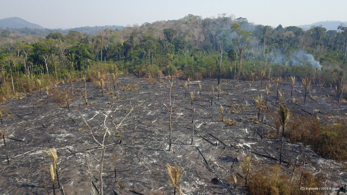The #AmazonRainforest produces 20% of the world’s oxygen and contains 140 billion tonnes of carbon locked up in its trees. If this vital ecosystem continues to burn, the implications for life on Earth will be astronomical. 
#ActForAmazonia now! go.panda.org/amazon-appeal