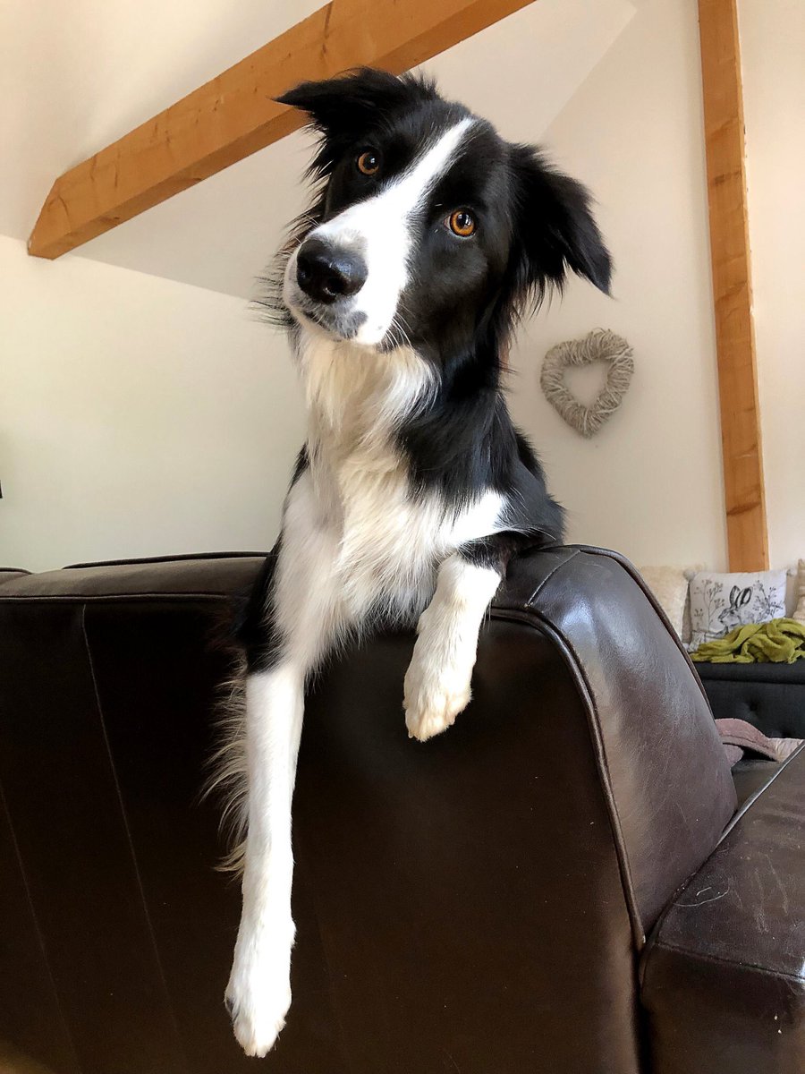 dog_rates tweet picture