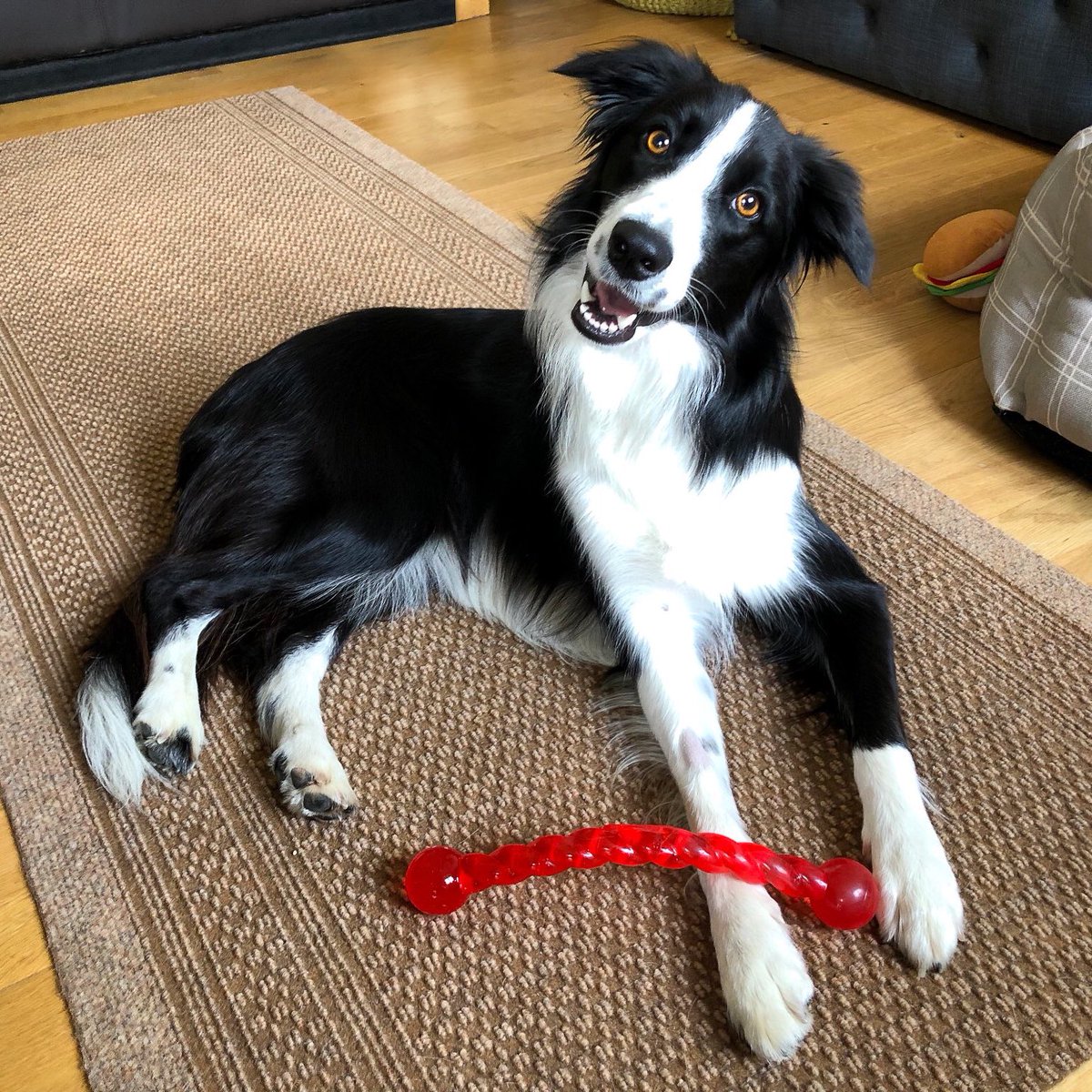 dog_rates tweet picture