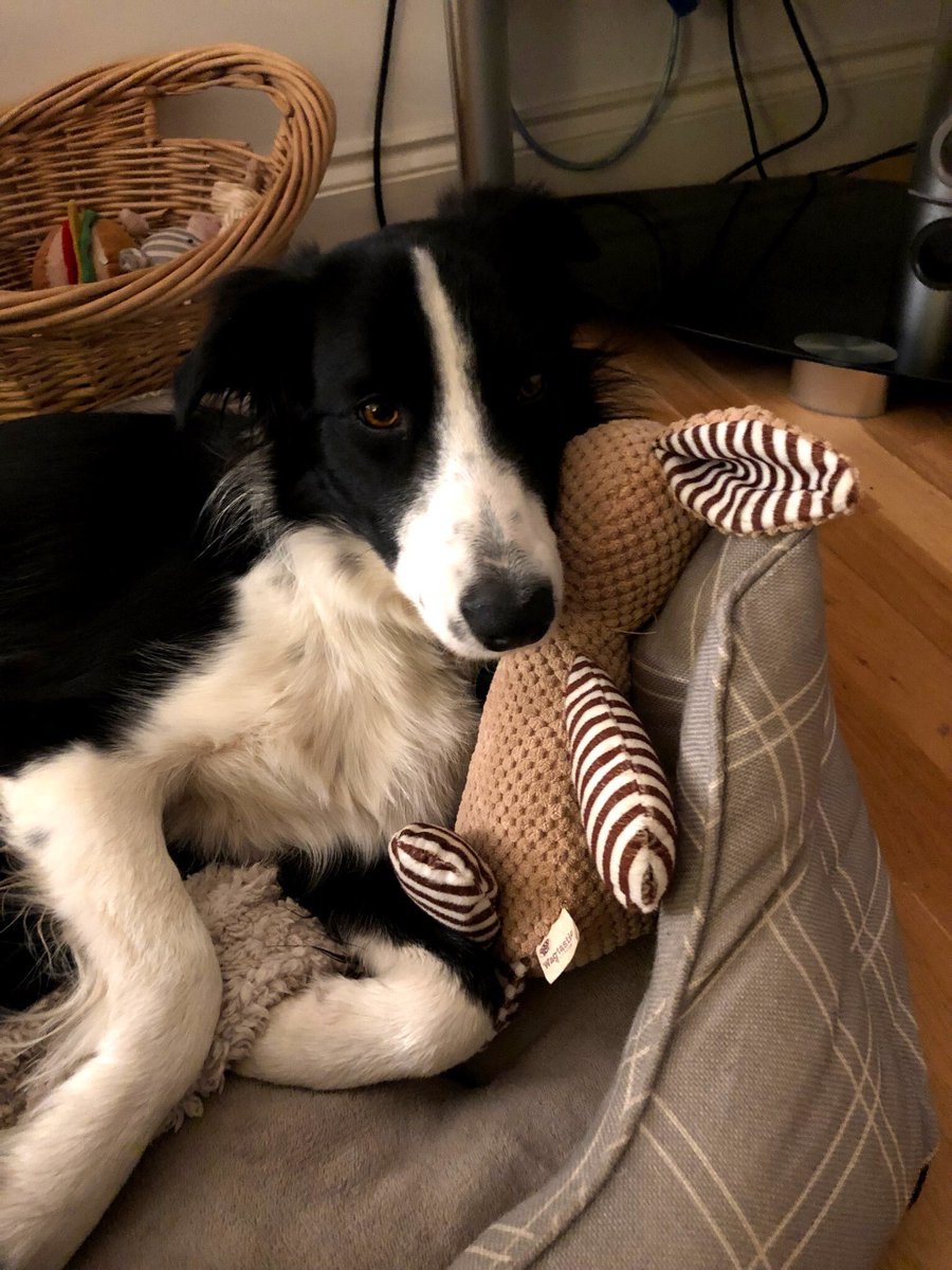 dog_rates tweet picture