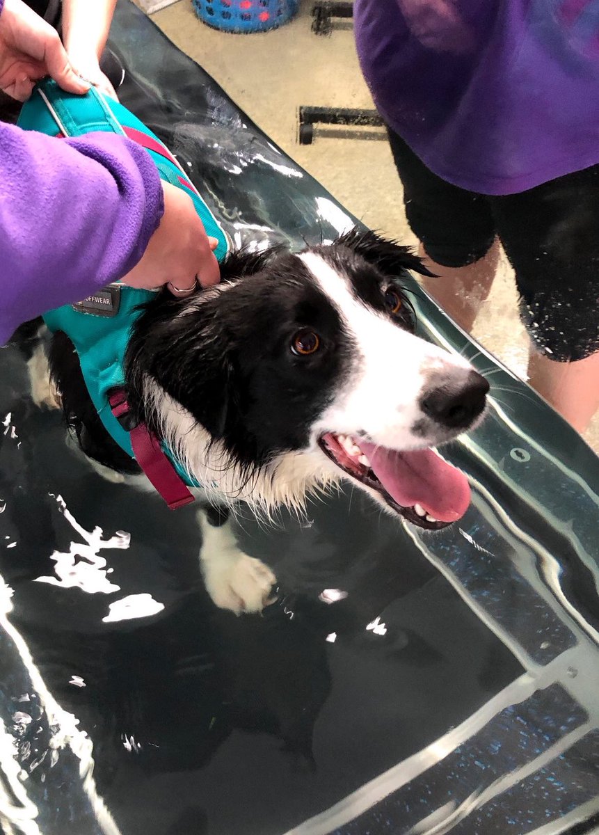 dog_rates tweet picture