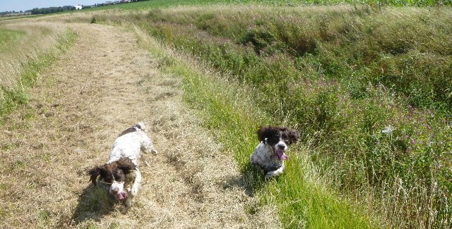 Bestestgundog's tweet photo. evenin pals; hopes you's all had a good day; me n UncleBu went doggin in again togevva along the ditches & dykes.. workin on the teamwork for when the season start...... #workinDogs #SpanielPower #TeamGunner https://t.co/iUuaHtn6oa