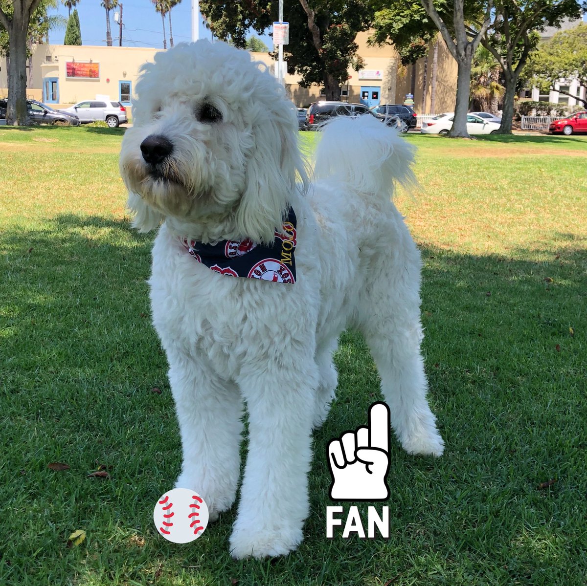 xoxolmr's tweet photo. Go Red Sox! #xoxoxomojo the Dood. #PadresPets #redsoxpets https://t.co/0tXZzNHsLa