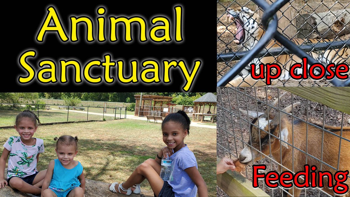 D_Playhouse3's tweet photo. Check out our newest video where we went to an animal sanctuary! We feed goats, caught frogs, and got up close and personal with a tiger! Click the link to watch now! #animals #animalsanctuary #zooanimals #feedinganimals  #tiger #FridayMotivation

 https://t.co/FKwKC559nO https://t.co/Cepf1CGCZJ
